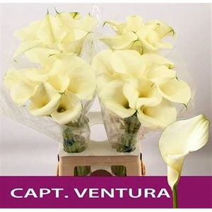 ZANT CAPT VENTURA