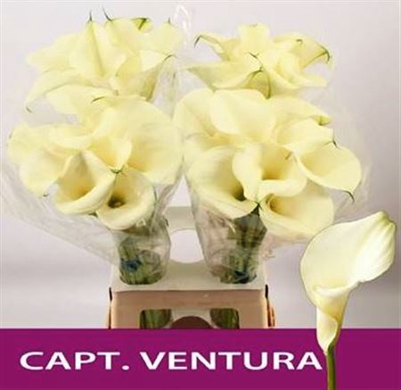 <h4>ZANT CAPT VENTURA</h4>