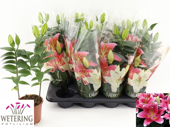 <h4>LIL OR SUNNY ROBYN</h4>