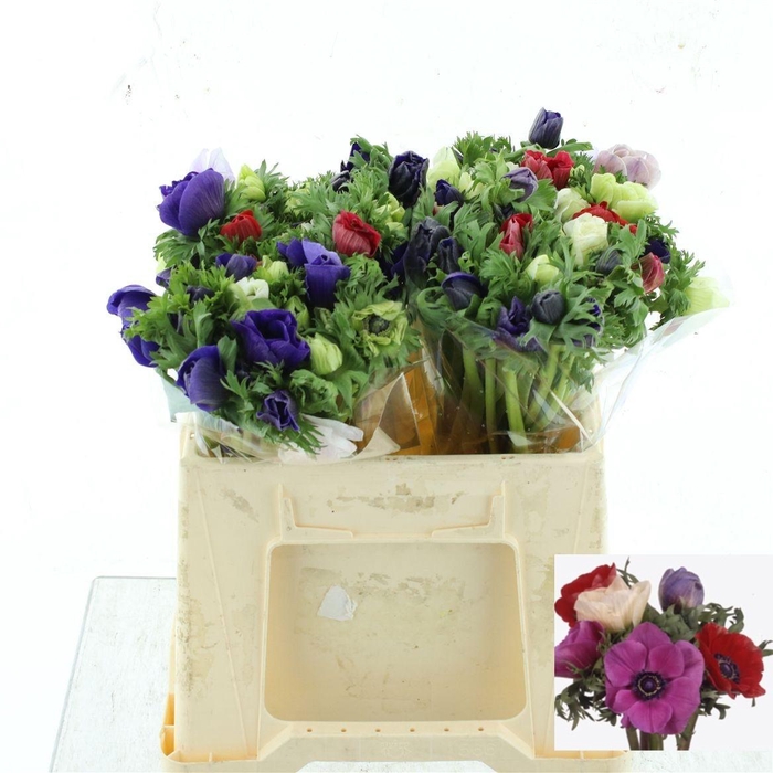 <h4>ANEM GEM BS</h4>