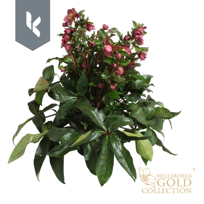 <h4>Helleborus HGC Ice N Roses Red</h4>