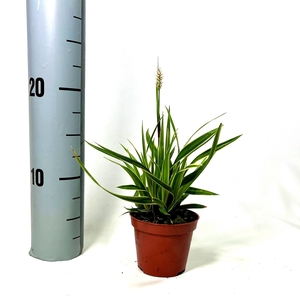 Carex 'Ice Dance' p8