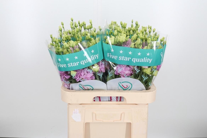 <h4>Eus G Julius Grape</h4>