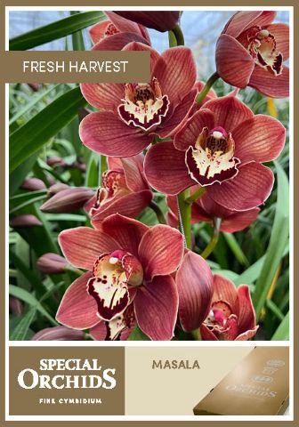 <h4>CYMB T MASALA</h4>