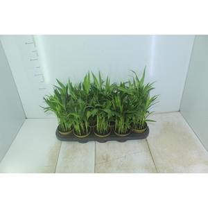ARECA BAMBU P11
