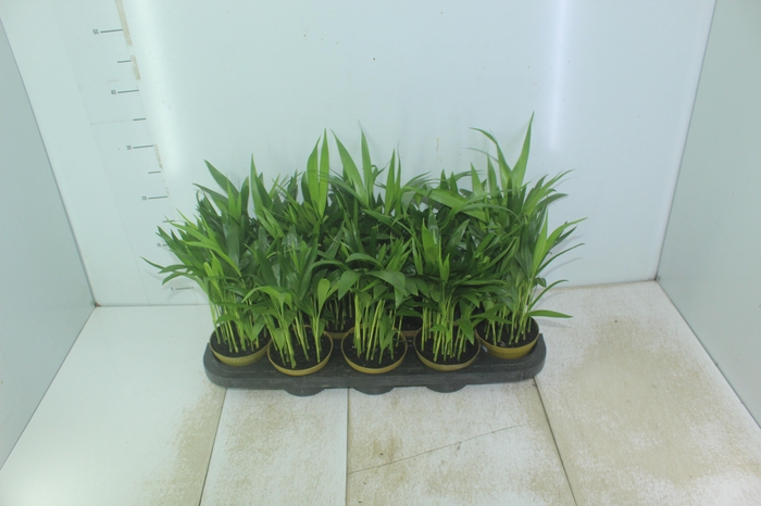 <h4>ARECA BAMBU P11</h4>