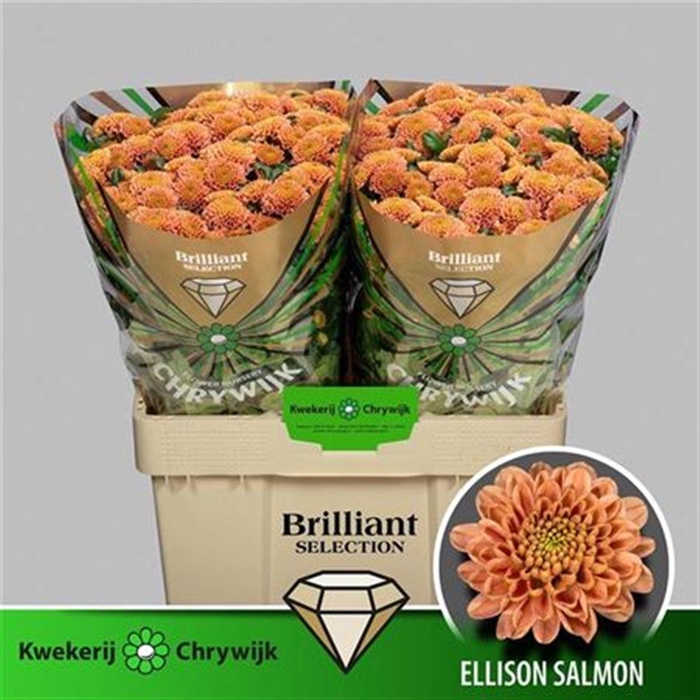 <h4>Chr S Ellison Salmon Brilliant</h4>