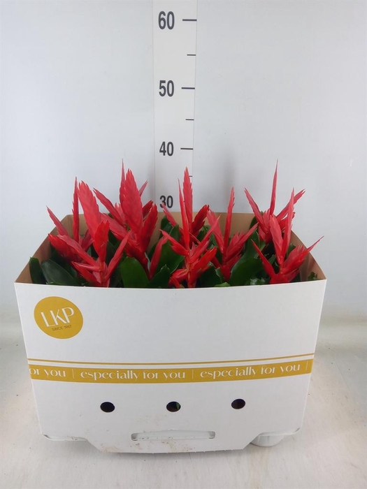 <h4>Vriesea  'Twinkle'</h4>