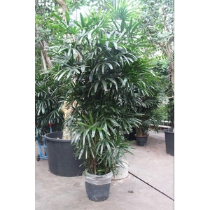 Rhapis excelsa
