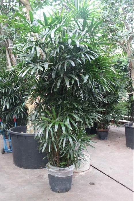 <h4>Rhapis excelsa</h4>