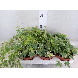 Hedera helix 'Mona Lisa'