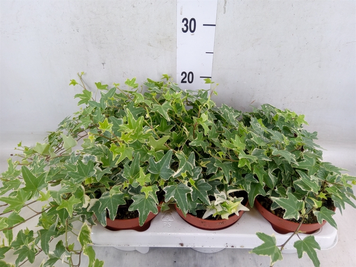 <h4>Hedera helix 'Mona Lisa'</h4>