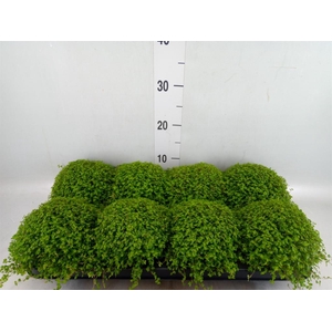 Soleirolia soleirolii   ...green