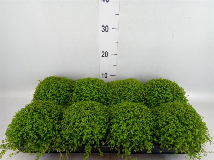 <h4>Soleirolia soleirolii   ...green</h4>