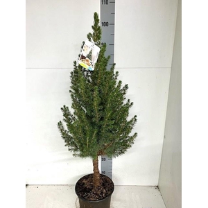 PICEA GL CONICA