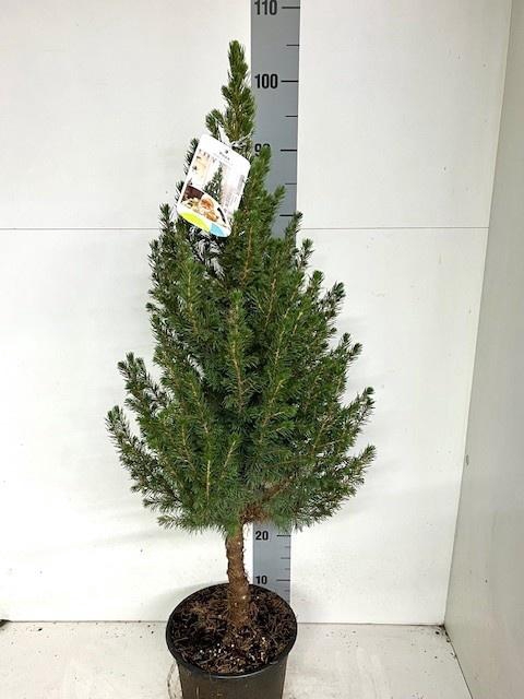 <h4>PICEA GL CONICA</h4>
