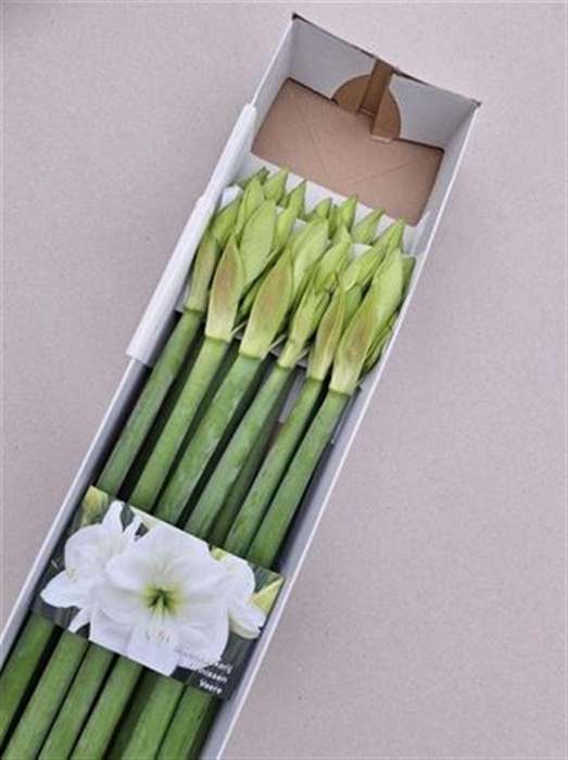 <h4>Hipp Albarino</h4>