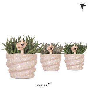 Kolibri Greens Rhipsalis mix in Octopus pot pink