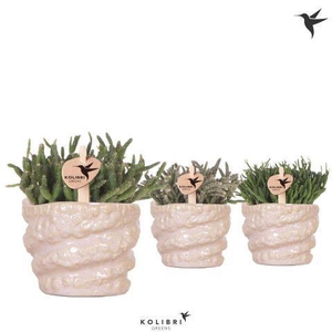 Kolibri Greens Rhipsalis mix in Octopus pot pink