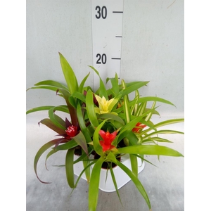 Guzmania   ...mix