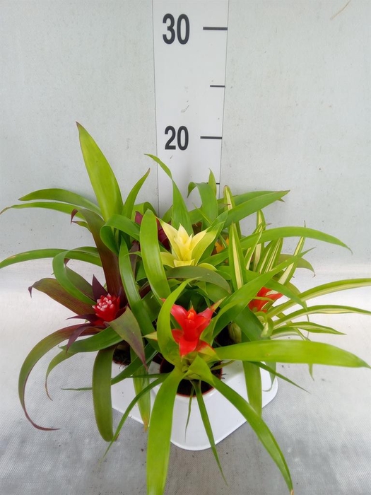 <h4>Guzmania   ...mix</h4>