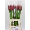 Nerine Roussy