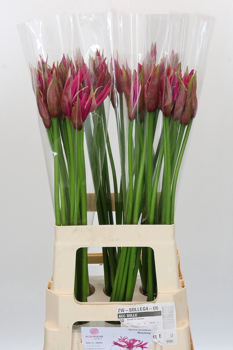 Nerine Roussy