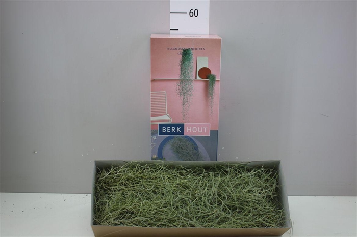 <h4>Tillandsia Usneoides 100cm</h4>