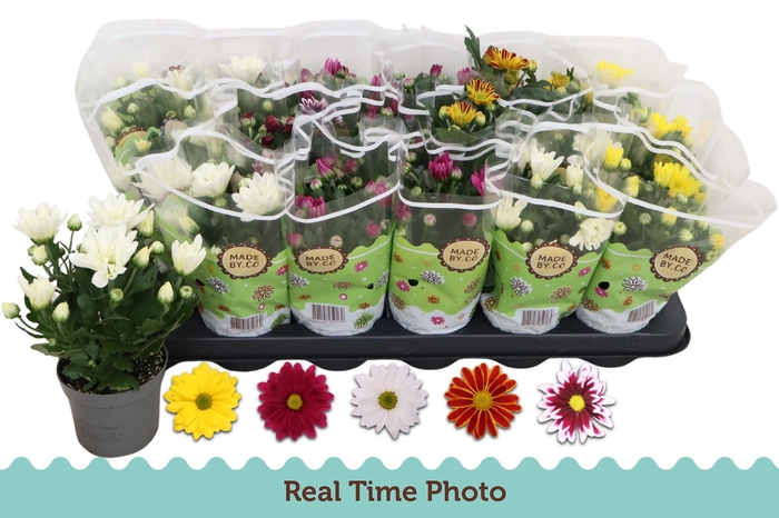 <h4>CHRYS GEM 5 KL</h4>