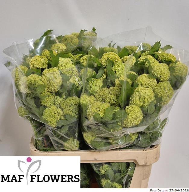 <h4>VIBURNUM ROSEUM ST</h4>