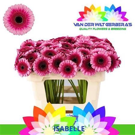 <h4>Ge Mi Isabelle 07 CM,AQUA,(NL),MPS A,(20)</h4>