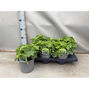 Alchemilla mollis
