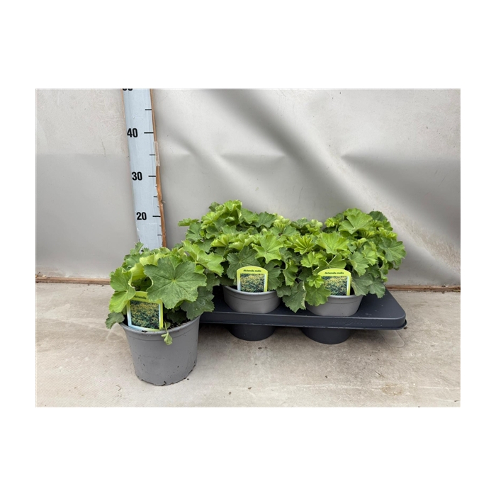 <h4>Alchemilla mollis</h4>