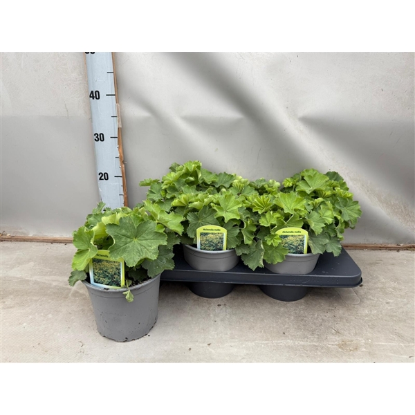 Alchemilla mollis