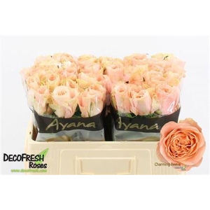 Rosa a grande fleur Charming Reeva
