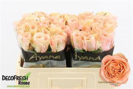 <h4>Rosa a grande fleur Charming Reeva</h4>