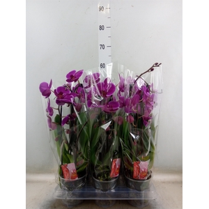 Phalaenopsis  'Elegant Cascade'