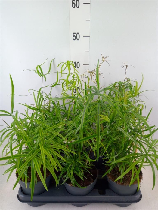 <h4>Asparagus falcatus</h4>