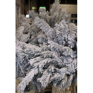 Pinus Alaska Snow 130cm Stem