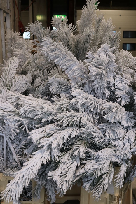 <h4>Pinus Alaska Snow 130cm Stem</h4>