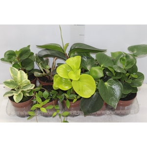 PEPEROMIA VARIADO P12