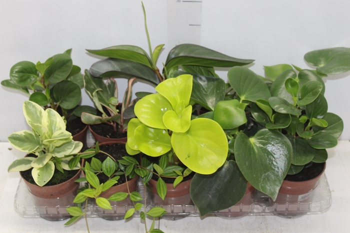<h4>PEPEROMIA VARIADO P12</h4>