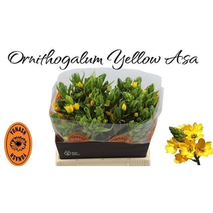 ORNIT DB YELLOW ASA