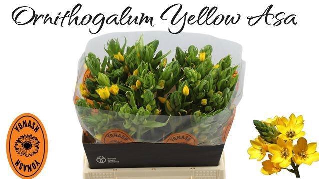 <h4>ORNIT DB YELLOW ASA</h4>