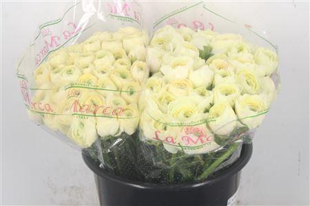 Ran. Su Vanilla Sec X50