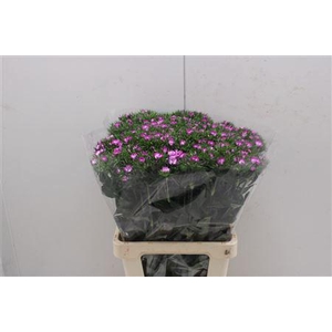 Di Barb Lila Fantasia