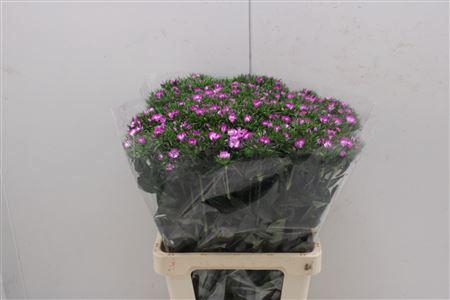 <h4>Di Barb Lila Fantasia</h4>