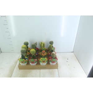 CACTUS ENXERTADO P10