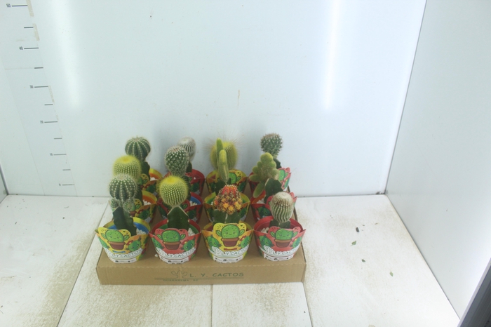 <h4>CACTUS ENXERTADO P10</h4>
