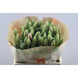 Tu En Universum (rose/wit)